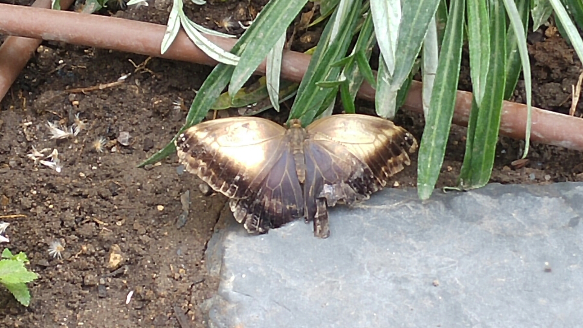 20160617_115538.jpg image