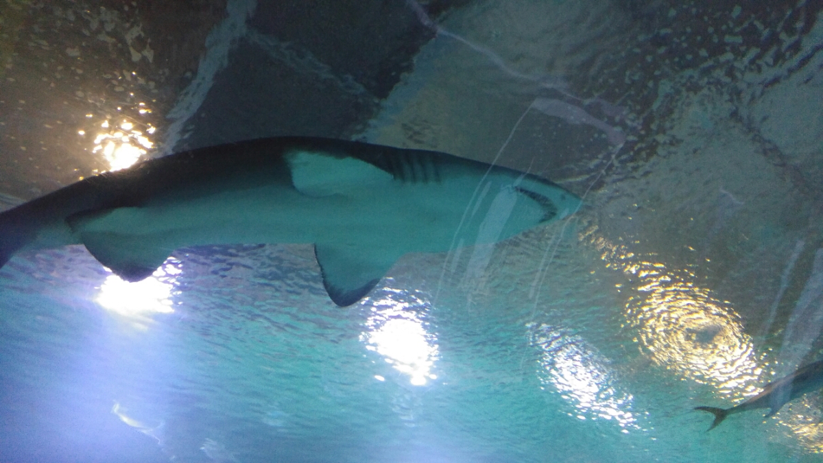 20160617_124950.jpg image