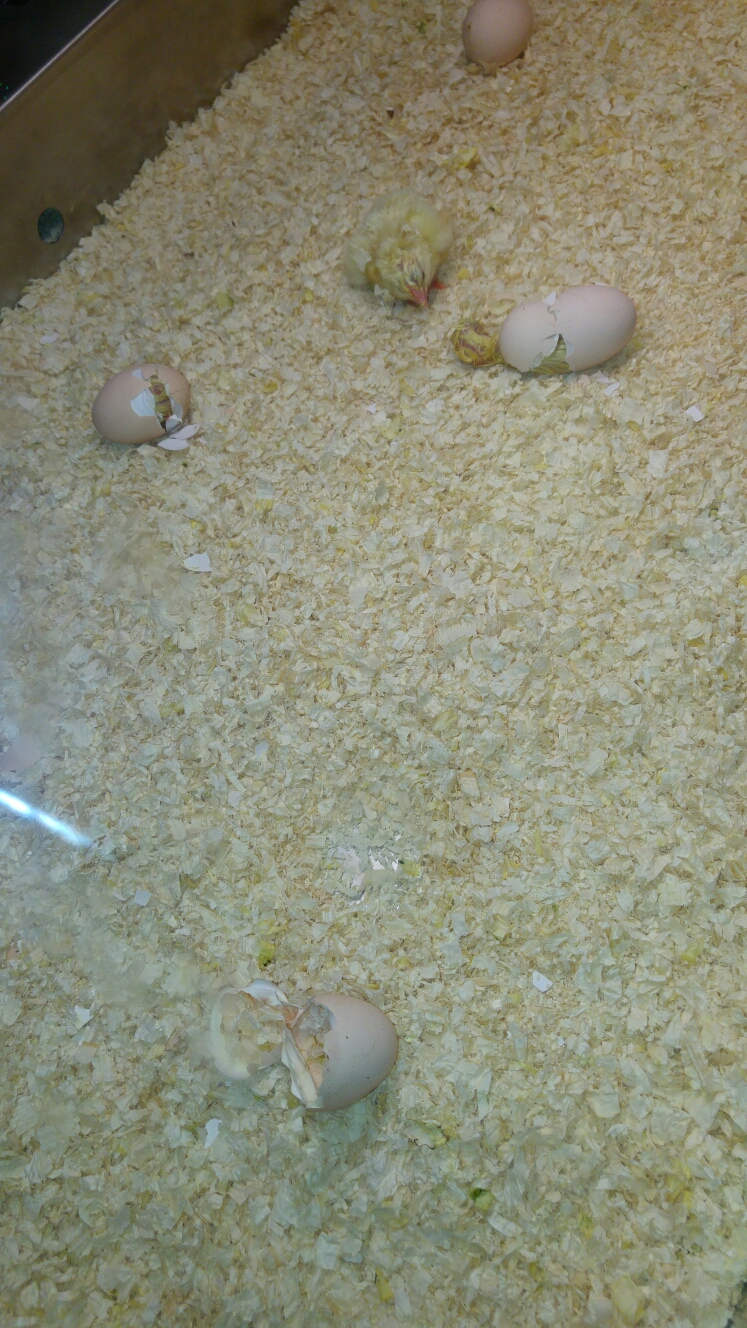 20160617_144619.jpg image