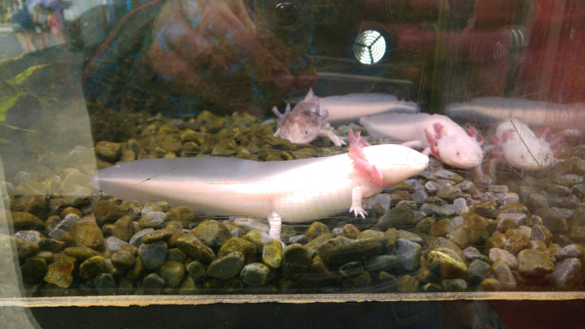 20160617_145555.jpg image